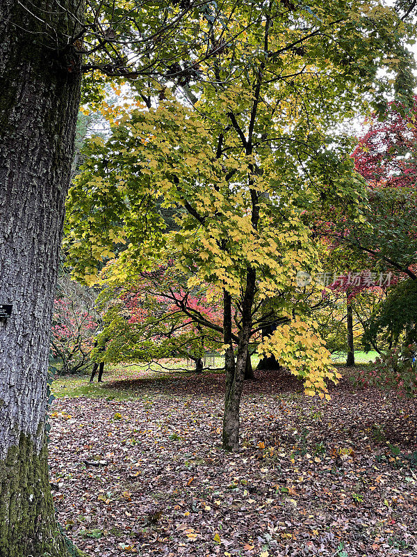 日本枫(槭)的树冠与黄色秋叶颜色和伦敦梧桐(Platanus × acerifolia)被落叶包围的图像，植物园的广阔的公园草坪，落叶树木标本